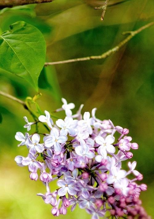 丁香花的花语与寓意（探寻丁香花的深层内涵）