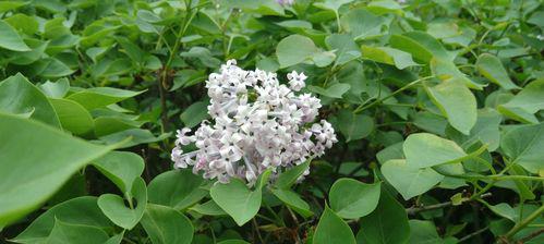 丁香花的花语与寓意（探寻丁香花的深层内涵）