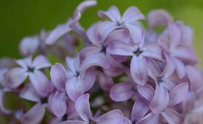 丁香花的花语与寓意（探寻丁香花的深层内涵）