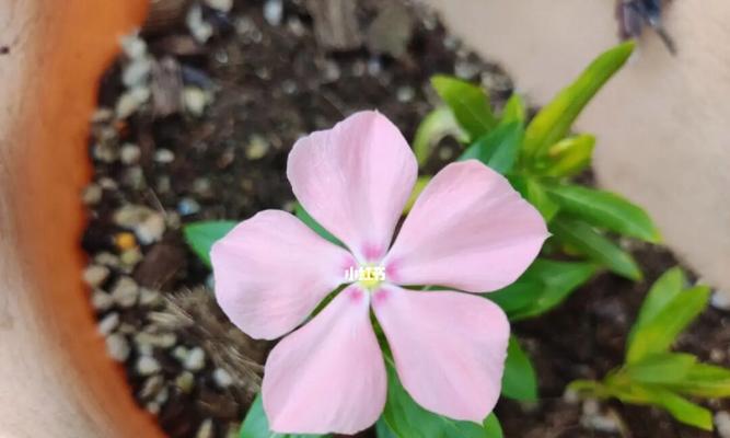 长春花播种全攻略（掌握正确时间和方法，让长春花盛放在你的花园里）