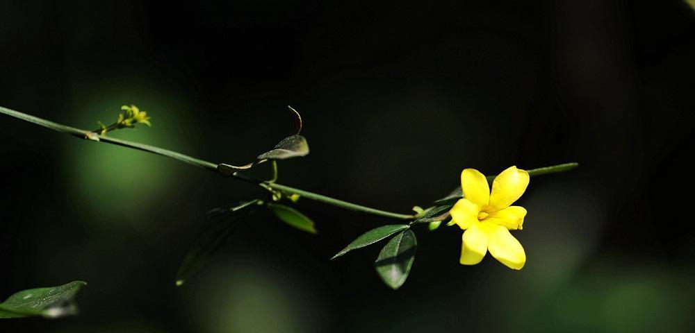 迎春花，揭开春天的序幕（探究迎春花的品种、开花时间和文化意义）