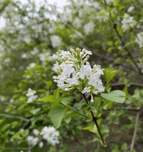 丁香花——多彩的芳香之美（以紫为主的丁香花种类及颜色鲜艳的进化历程）