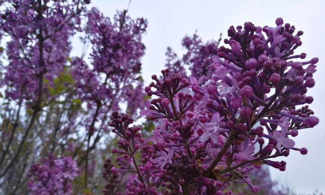 丁香花——多彩的芳香之美（以紫为主的丁香花种类及颜色鲜艳的进化历程）