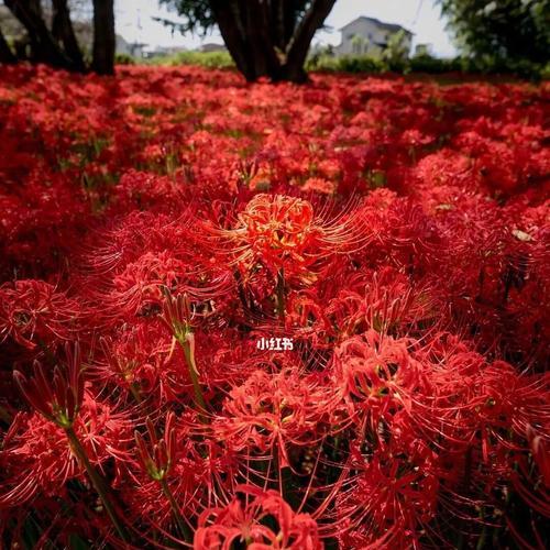 彼岸花的落叶时节（秋天来临，彼岸花绽放已近尾声）