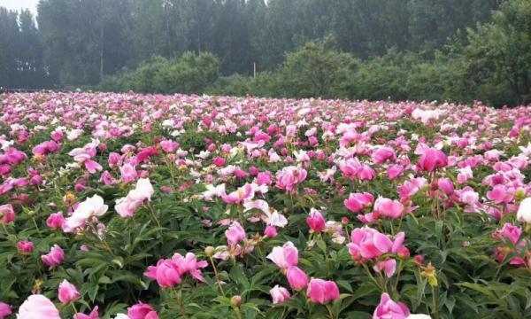 芍药的种植技巧与时间（种植方法、时间规划以及养护小技巧）