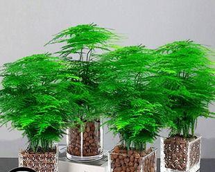 利用植物净化室内空气的秘密（探究适宜的植物种类及其功效）