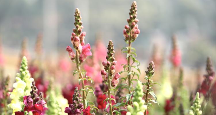 金鱼草的花期及开花频率（一年开几次花？如何延长开花期？）