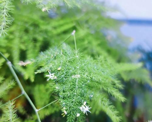 文竹开花的意义（探究文竹开花背后的含义）