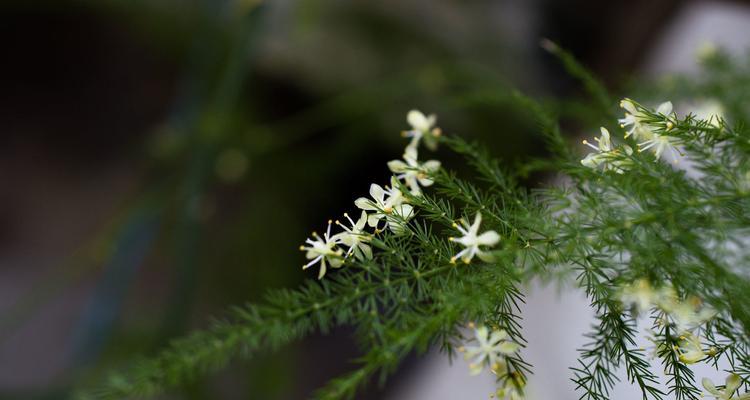 文竹开花的意义（探究文竹开花背后的含义）