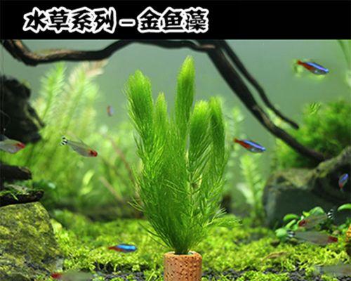 金鱼藻水草的养护技巧（打造清澈明亮的水族箱环境）