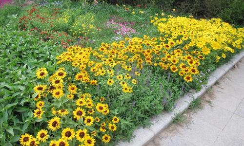 探秘夏菊花的多种品种（了解夏菊花的不同花型及特点）