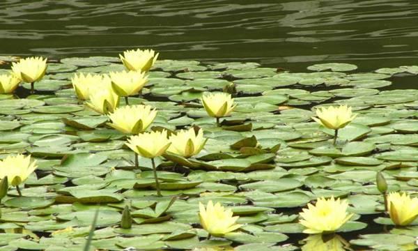 打造美丽水景——睡莲种植技巧剖析（水池种植睡莲，让你的家庭水景更美丽）