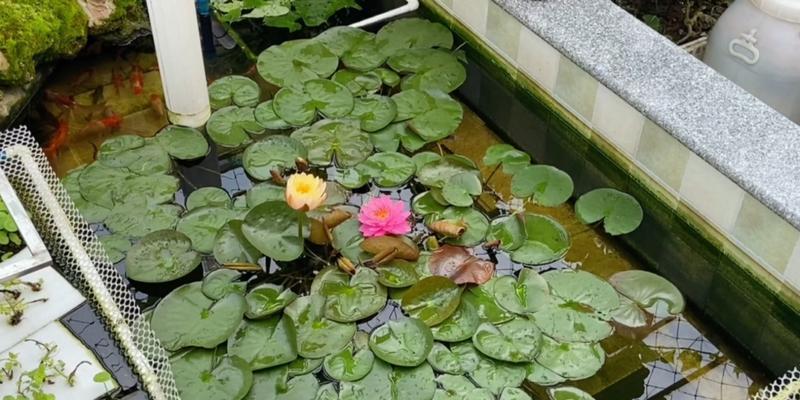 打造美丽水景——睡莲种植技巧剖析（水池种植睡莲，让你的家庭水景更美丽）