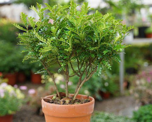 自然驱蚊，植物护身（8种草木神器，让你告别蚊虫侵扰）