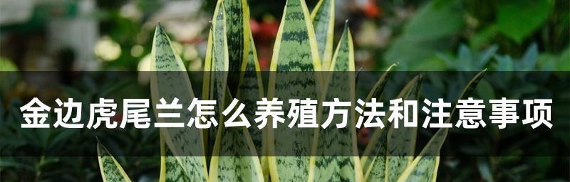 如何成功养殖金边虎尾兰——8个关键方法（从繁殖到管理，让你轻松养出一盆美丽的金边虎尾兰）