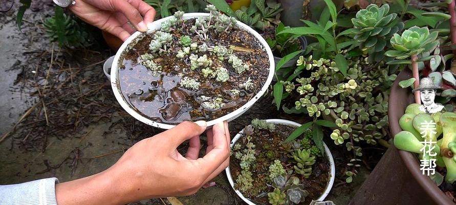 多肉植物的浇水技巧（掌握正确的浇水方式，让多肉植物更健康）