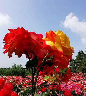 玫瑰花夏天栽种攻略（如何让你的玫瑰花在夏天生根发芽？）