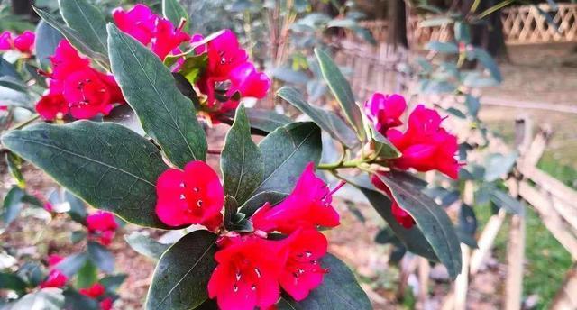 马银花——一种草本植物的介绍（了解马银花的科属、特征及药用价值）