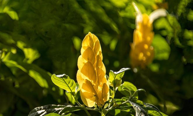 金苞花病虫害防治详解（了解金苞花病虫害，让你的花园更美丽）