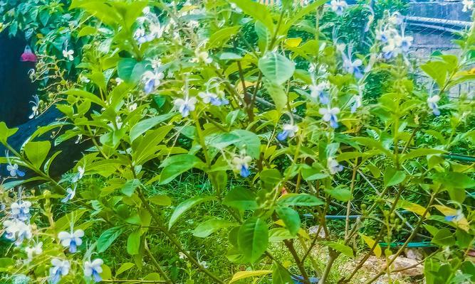 蓝蝴蝶花养殖指南（打造自己的蓝色花园）