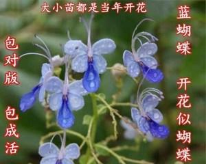 蓝蝴蝶花养殖指南（打造自己的蓝色花园）