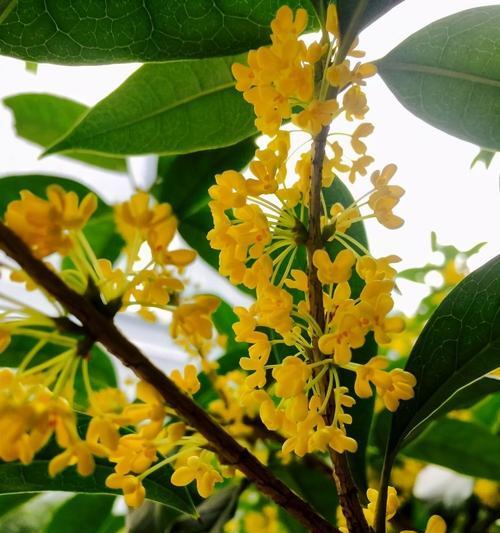 走近桂花，品味秋日芬芳（桂花的花期及产地分布）