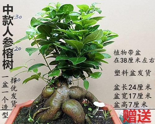 小榕树盆景养护指南（打造养眼养心的植物景观，从小榕树开始）