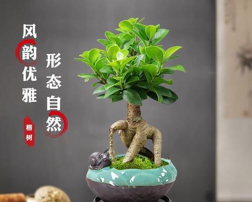 小榕树盆景养护指南（打造养眼养心的植物景观，从小榕树开始）