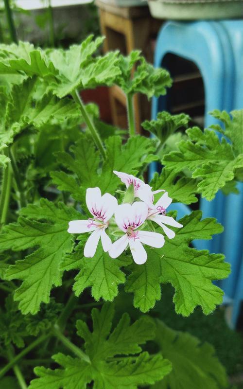 驱蚊花草大全（让你在夏日远离蚊虫侵扰的必备植物）