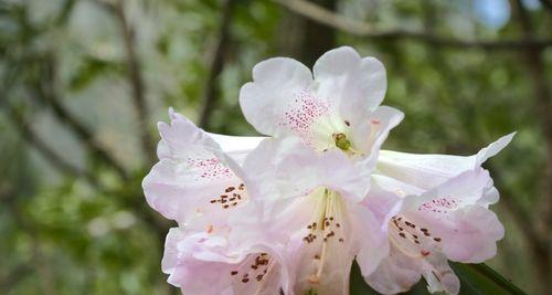 杜鹃花的品种和种类（探秘杜鹃花的多样性与魅力）