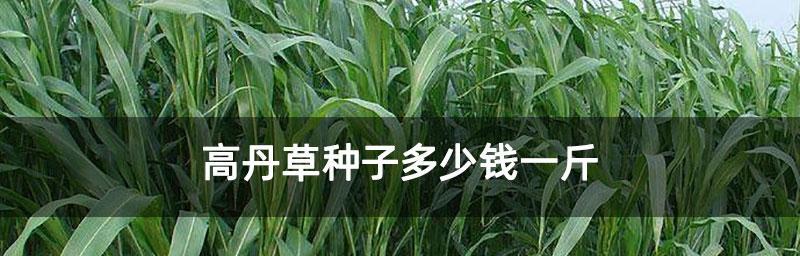 高丹草种植全面指南（掌握种植技巧，打造高品质的高丹草园地）