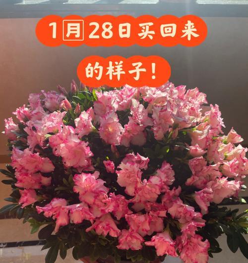 家居杜鹃花养护指南（打造美丽家居，从养杜鹃花开始）