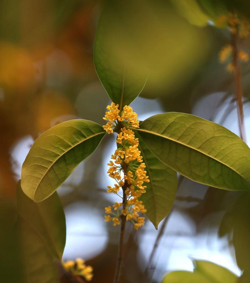 桂花色彩缤纷，多姿多彩（品味桂花世界，感受自然美好）