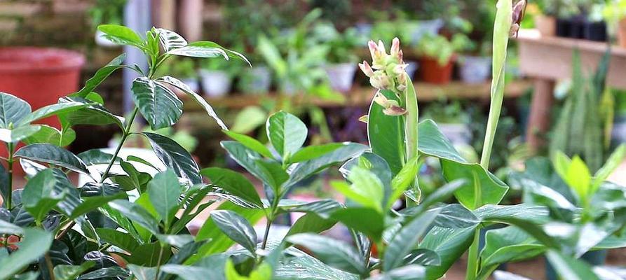 栀子花摆放禁忌——关注生活细节（揭秘栀子花的神秘面纱）