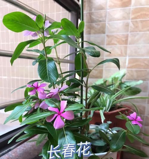 长春花繁花如锦，养护绝招大揭秘（如何让长春花在开花季节绽放出最美的花朵？）