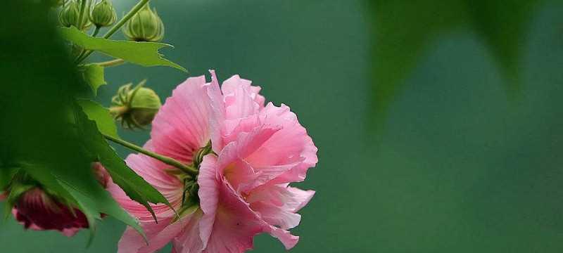 如何扦插芙蓉花？——芙蓉花的养殖方法详解（步步为营，轻松掌握，让你的芙蓉花壮壮地活下去）