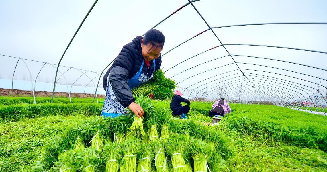 南方6月适合种植哪些蔬菜（挑选适合南方气候的蔬菜，助力家庭健康生活）