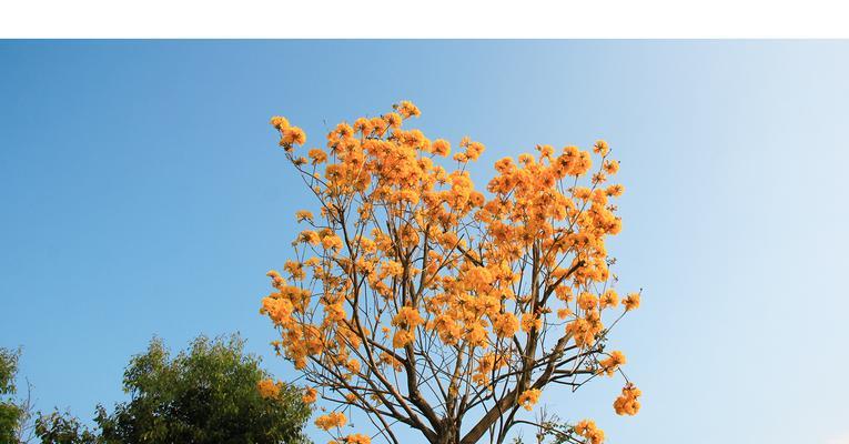 黄花风铃木的花期长短（了解黄花风铃木的开花时间）