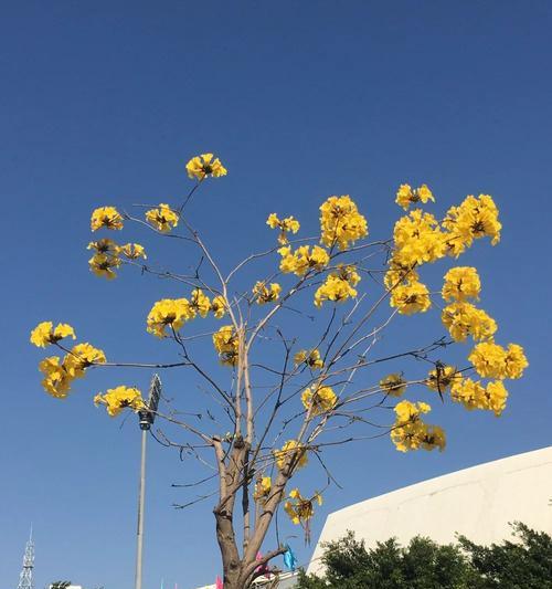 黄花风铃木的花期长短（了解黄花风铃木的开花时间）