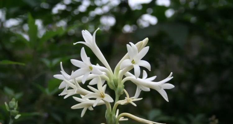 夜来香花的种植和养护技巧（从种子到开花，教你如何打理夜来香）