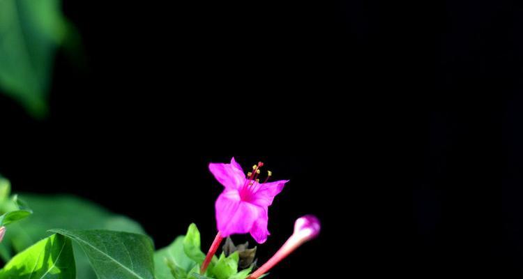 夜来香花的种植和养护技巧（从种子到开花，教你如何打理夜来香）