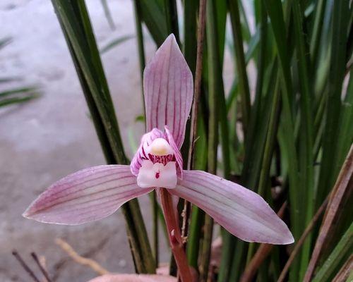 贵州兰花品种大全（探寻贵州特有的兰花品种，了解其特点与特色）