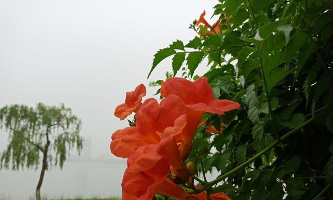 凌霄花的种植方法（打造自己的凌霄花花园）