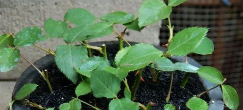 夏天如何养护月季花（让花儿在炎热季节绽放）