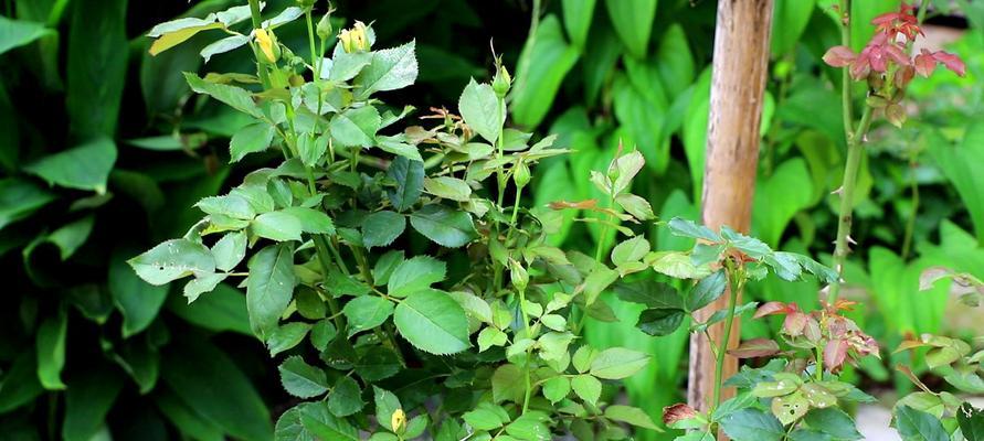 夏天如何养护月季花（让花儿在炎热季节绽放）