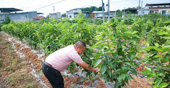 如何种植樱桃树（从选择品种到栽培管理，助你打造丰收果园）