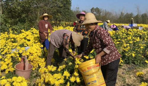 压的菊花枝条如何科学施肥（施肥时间、肥料种类、施肥量等关键问题解析）