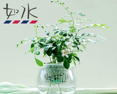 九里香——室内养护的理想选择（适合室内环境生长的香草植物）