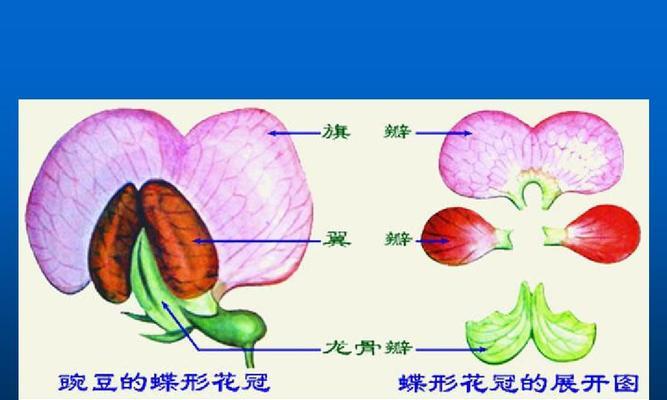 被子植物的奥秘（探秘植物界的王者——被子植物）