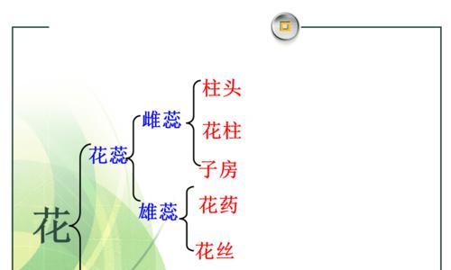 被子植物的奥秘（探秘植物界的王者——被子植物）